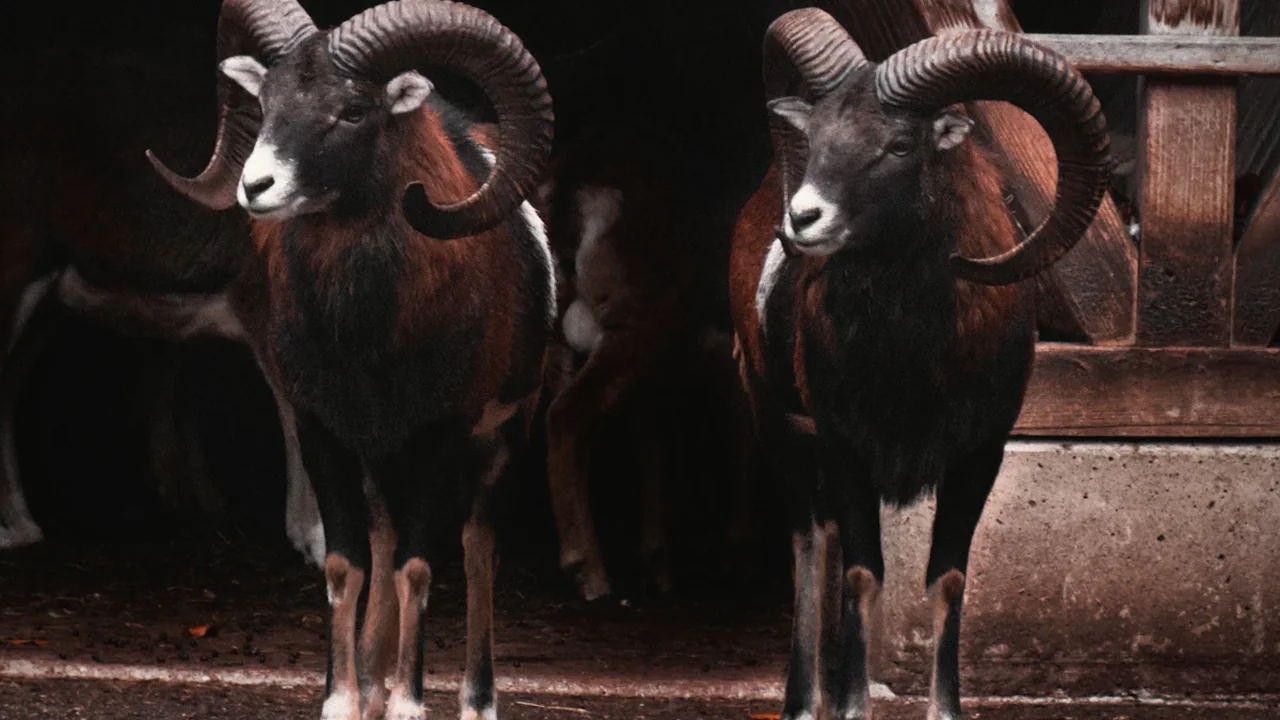 Two majestic horned rams standing together, embodying the strength of the Aries zodiac sign.