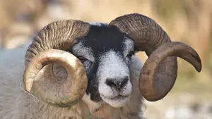 Aries Daily Horoscope for 28 October: A Calmer Conversation