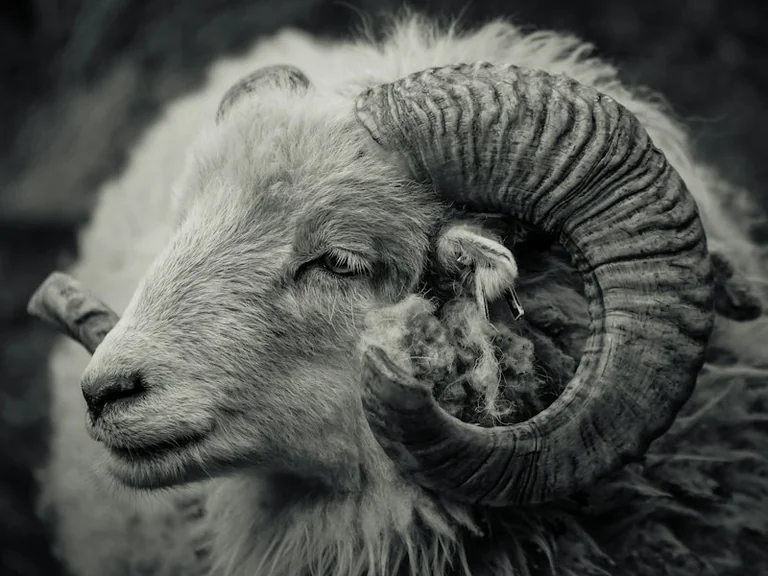 Aries Daily Horoscope for 28 October: A Calmer Conversation